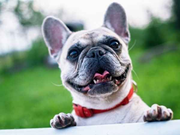 What breed of dog would you most like to buy?