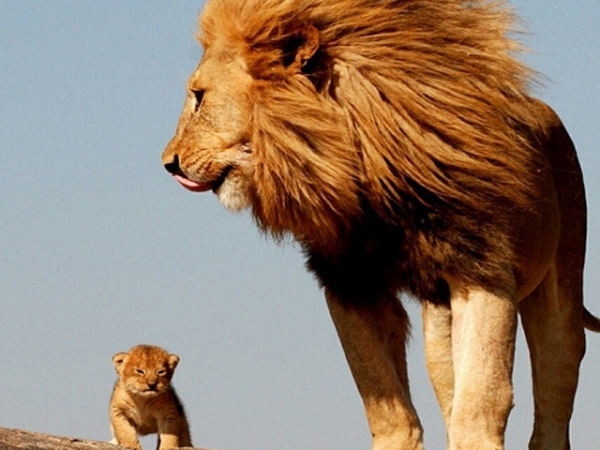 Choose a safari animal!