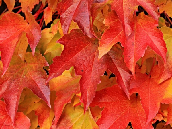 Which season do you like forward to all year long?