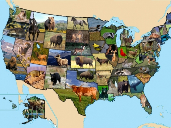 Choose an animal.