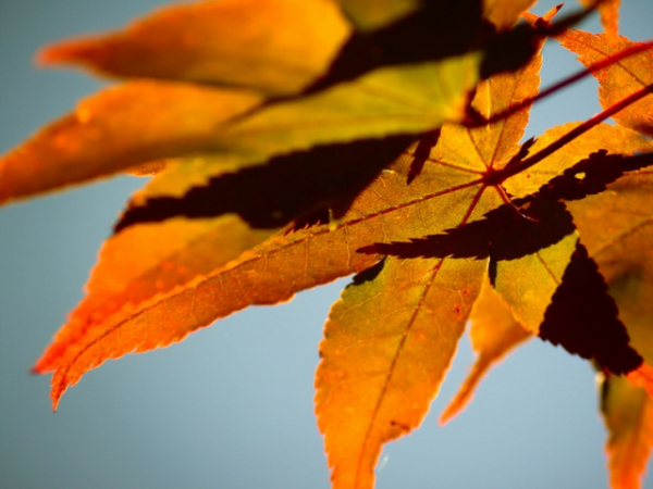 Which season is your favorite time of year?