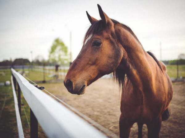 Why did the clydesdale give the pony a glass of water?
