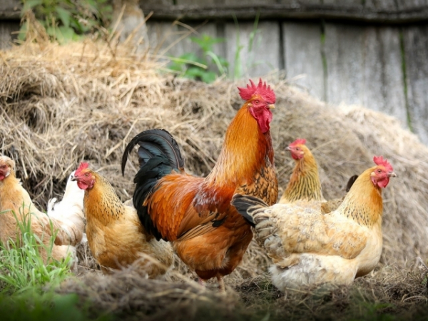 Which barnyard animal do you most closely resemble?
