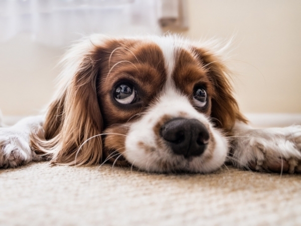 Which pet would you take to the White House?