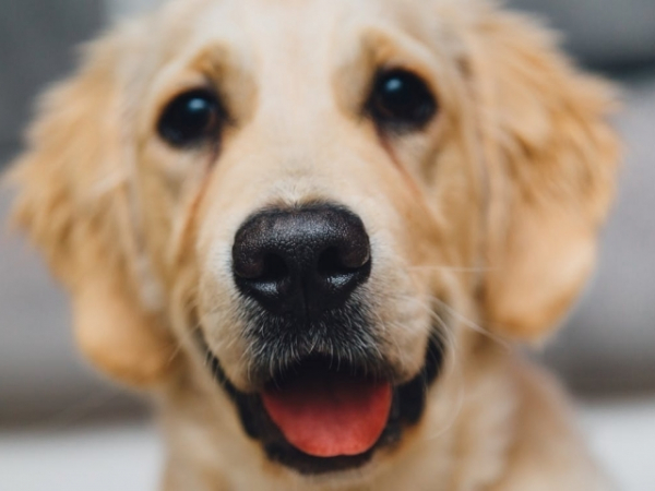 Which type of animal do you most relate to?