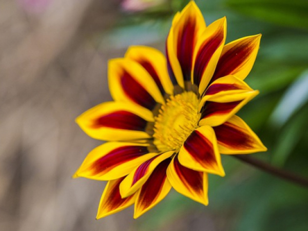 How many petals are on this flower?