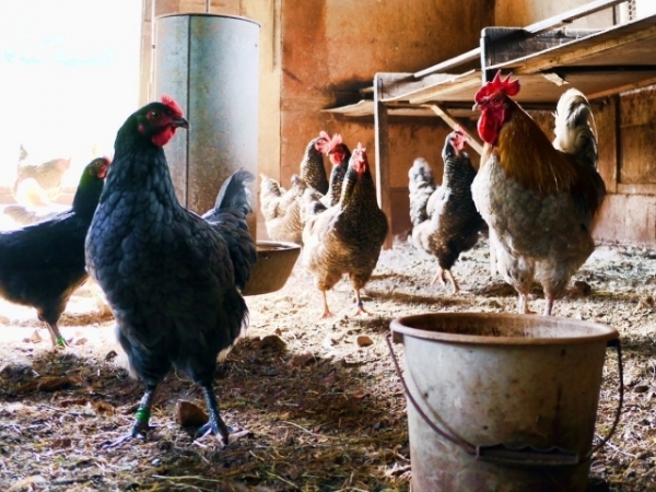 Which came first, the chicken or the egg?
