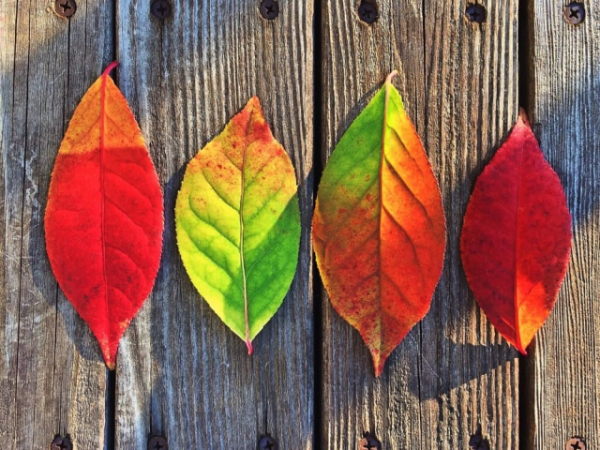 What's your favorite season?
