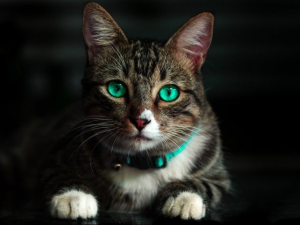 What animal do you relate do the hardest, morally speaking?