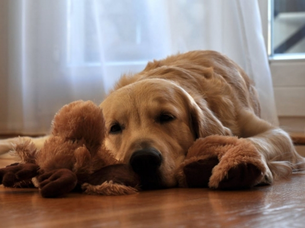 Do you ever decline social invitations because you don't want your dog to be alone?