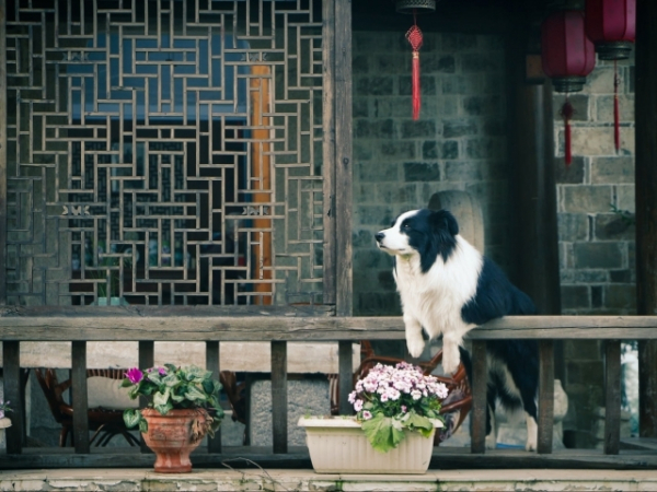 If you were a dog, would you be small or large?