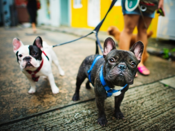 What kind of pet would you most like to own?
