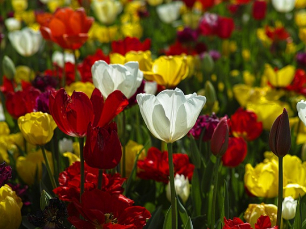 What is your favorite color?