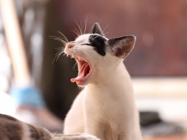 Do you yawn when someone else yawns?