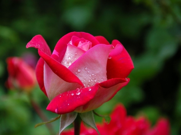 Anyone can stop and smell the roses. But which floral scent is actually your favorite?