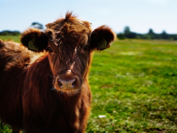 Do you become attached to animals that you take care of?