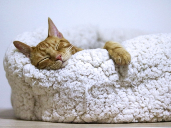 If the family cat was in your dog bed, what would you do?
