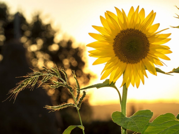 Do you wear sunscreen?
