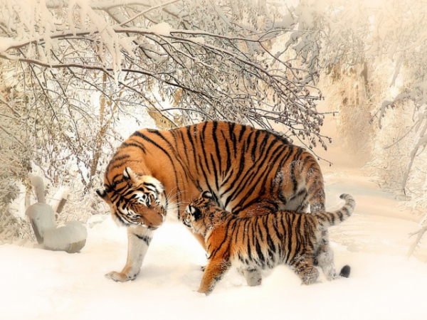 Which animal do you think is your spirit animal?