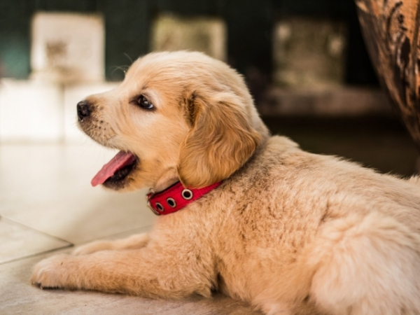What kind of pet do you prefer?