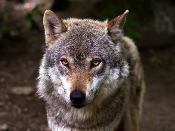Do you have animal-like instincts?