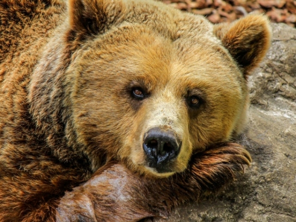 If animals could talk, which would be the rudest?