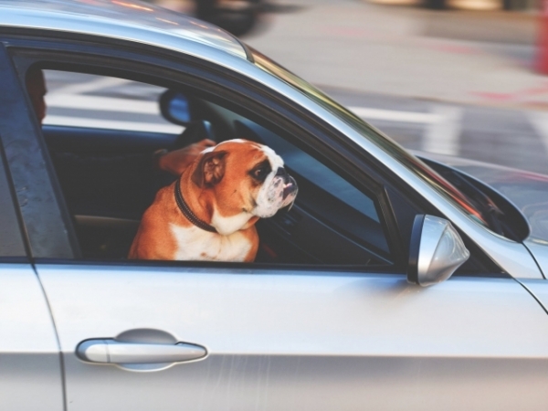 How often are you the designated driver when you go out?