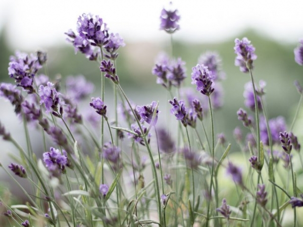 Which scent is most appealing to you?