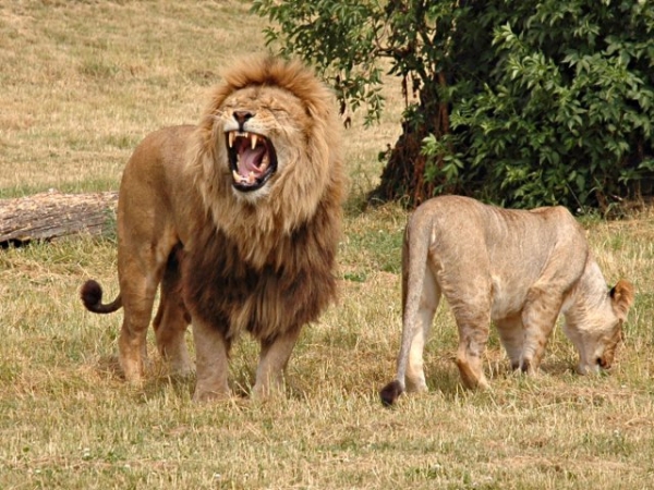 Which of the following animals would you be most excited to see on safari?
