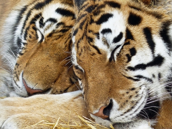 Do you like to take naps?