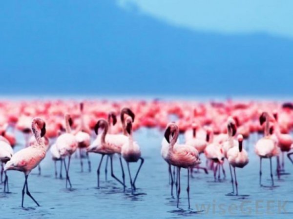 What type of bird are you most similar to?