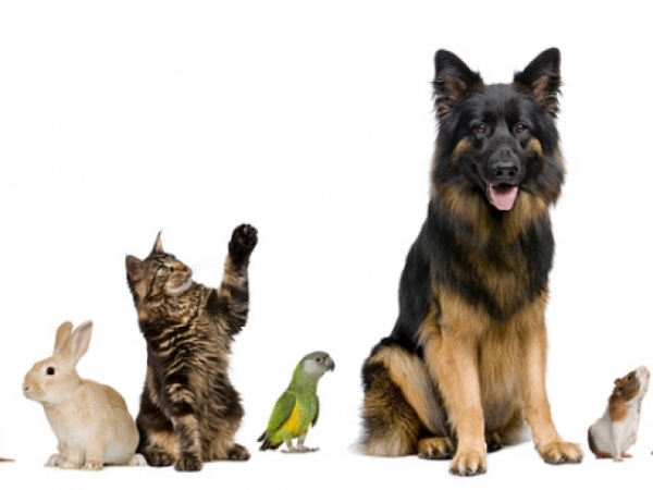 Choose a pet.