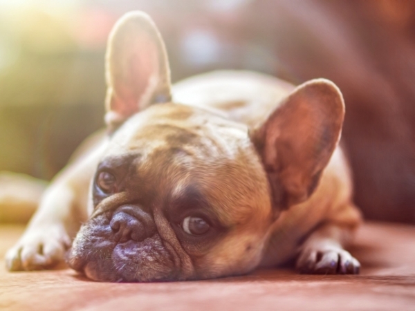 Do you prefer cats or dogs?