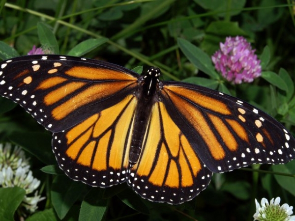 Which type of insect would you most like to be?