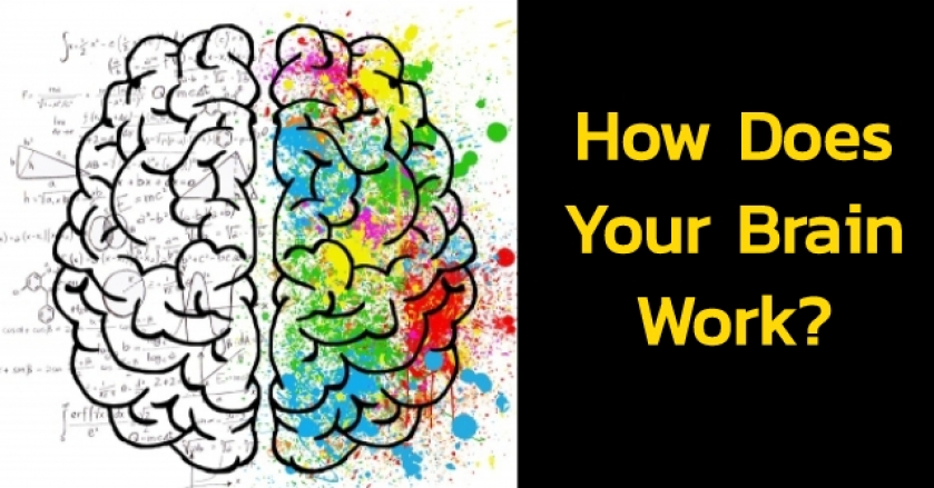 How Does Your Brain Work?