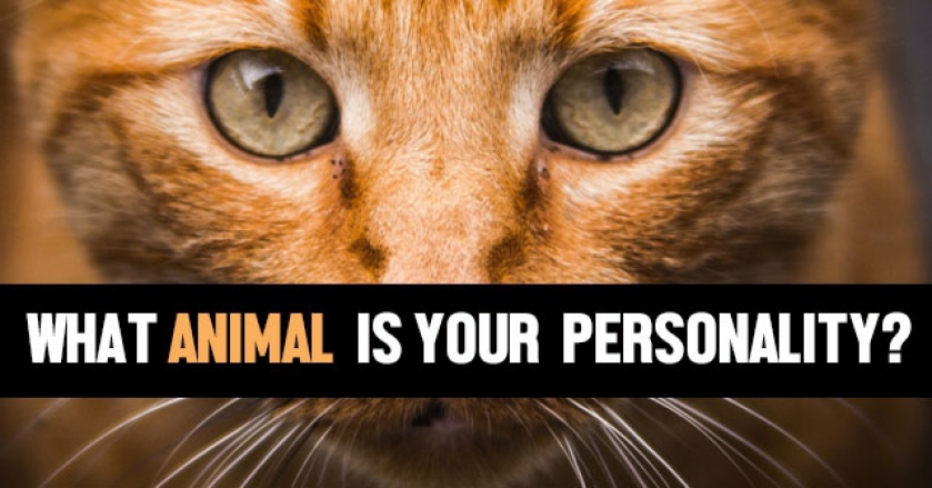 What Animal Is Your Personality?