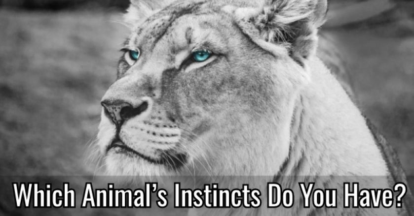 Which Animal’s Instincts Do You Have?