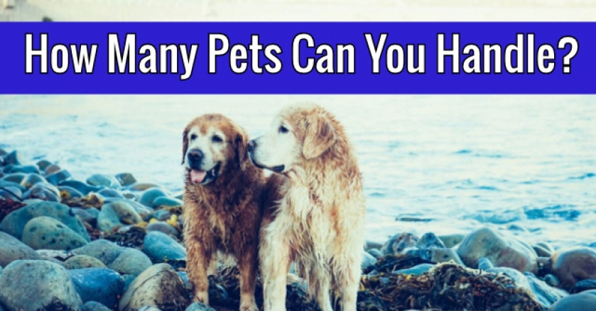 How Many Pets Can You Handle?