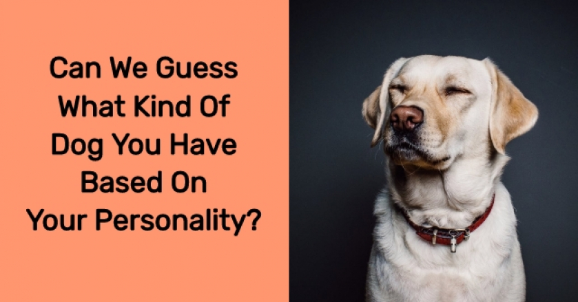 Can We Guess What Kind Of Dog You Have Based On Your Personality?