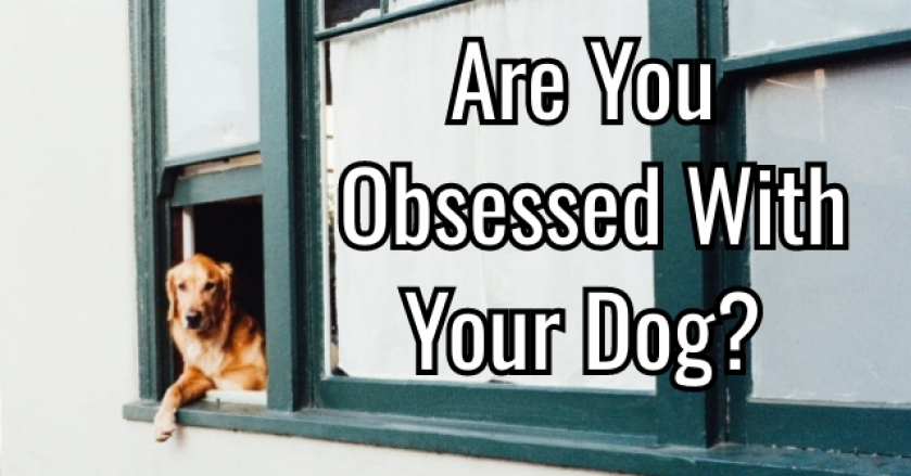 Are You Obsessed With Your Dog?