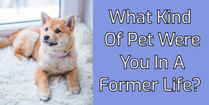 What Kind Of Pet Were You In A Former Life?