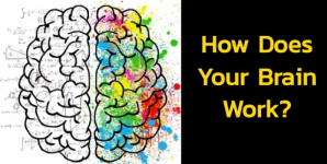 How Does Your Brain Work?