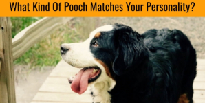What Kind Of Pooch Matches Your Personality?