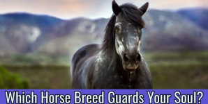 Which Horse Breed Guards Your Soul?
