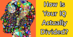 How Is Your IQ Actually Divided?