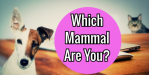 Which Mammal Are You?