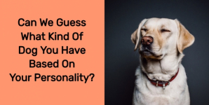 Can We Guess What Kind Of Dog You Have Based On Your Personality?