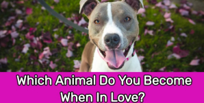 Which Animal Do You Become When In Love?