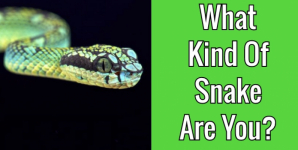 What Kind Of Snake Are You?