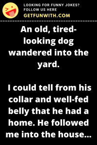 An old, tired-looking dog wandered into the yard